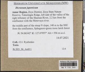 Dicranum japonicum Mitt., Bryophytes, Bryophytes - Russian Far East (excl. Chukotka & Kamchatka) (B20) (Russia)