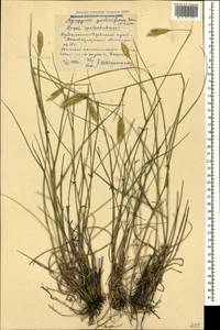 Agropyron cristatum (L.) Gaertn., Caucasus, Stavropol Krai, Karachay-Cherkessia & Kabardino-Balkaria (K1b) (Russia)