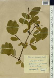 Lonicera caerulea subsp. altaica (Pall.) Gladkova, Siberia, Yakutia (S5) (Russia)