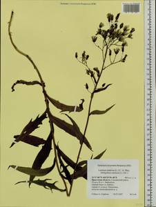 Lactuca tatarica (L.) C. A. Mey., Siberia, Baikal & Transbaikal region (S4) (Russia)