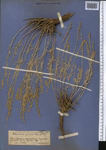 Artemisia juncea Kar. & Kir., Middle Asia, Western Tian Shan & Karatau (M3) (Kazakhstan)