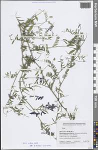 Vicia villosa Roth, Eastern Europe, Lower Volga region (E9) (Russia)