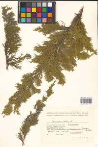 Juniperus sabina L., Eastern Europe, Lower Volga region (E9) (Russia)