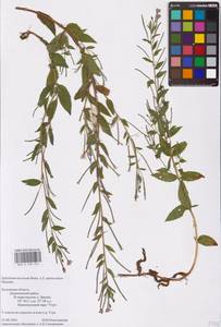 Epilobium roseum subsp. subsessile (Boiss.) P. H. Raven, Eastern Europe, Central region (E4) (Russia)