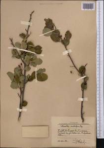 Cotoneaster multiflorus Bunge, Middle Asia, Western Tian Shan & Karatau (M3) (Uzbekistan)