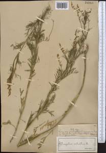 Astragalus sulcatus L., Middle Asia, Syr-Darian deserts & Kyzylkum (M7) (Kazakhstan)