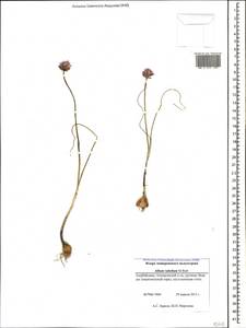 Allium rubellum M.Bieb., Caucasus, Azerbaijan (K6) (Azerbaijan)