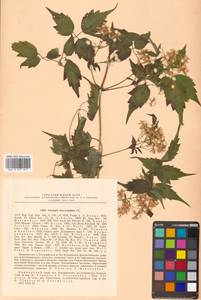 Clematis brevicaudata DC., Siberia, Russian Far East (S6) (Russia)