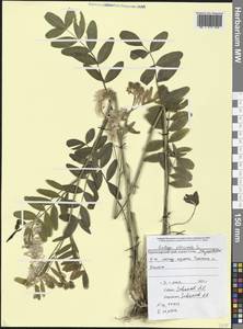 Galega officinalis L., Caucasus, Black Sea Shore (from Novorossiysk to Adler) (K3) (Russia)