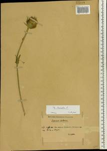 Dipsacus laciniatus L., Eastern Europe, Rostov Oblast (E12a) (Russia)