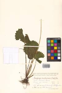 Micranthes manchuriensis (Engl.) Gornall & H. Ohba, Siberia, Russian Far East (S6) (Russia)