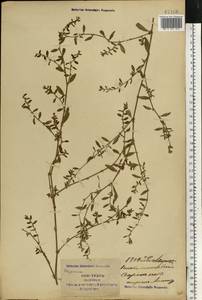 Polygonum aviculare L., Eastern Europe, South Ukrainian region (E12) (Ukraine)