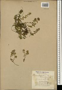 Thymus nummularius M.Bieb., Caucasus, Azerbaijan (K6) (Azerbaijan)