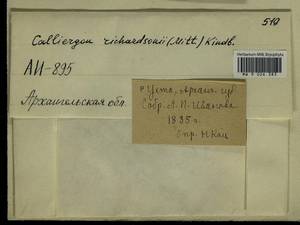 Calliergon richardsonii (Mitt.) Kindb. ex G. Roth, Bryophytes, Bryophytes - European North East (B7) (Russia)