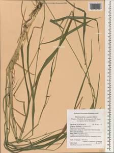 Brachypodium pinnatum (L.) P.Beauv., South Asia, South Asia (Asia outside ex-Soviet states and Mongolia) (ASIA) (Cyprus)