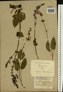 Salvia pratensis L., Eastern Europe, North Ukrainian region (E11) (Ukraine)