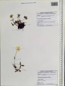 Ranunculus propinquus C.A.Mey., Siberia, Central Siberia (S3) (Russia)