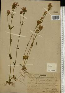 Centaurium erythraea, Eastern Europe, Central forest region (E5) (Russia)