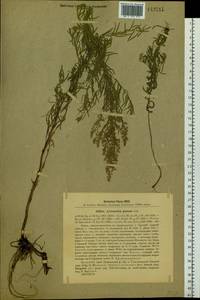 Artemisia glauca Pall. ex Willd., Siberia, Baikal & Transbaikal region (S4) (Russia)