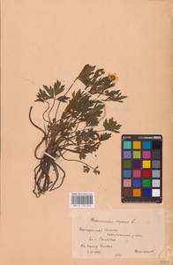 Ranunculus repens L., Eastern Europe, Central forest-and-steppe region (E6) (Russia)