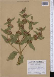 Phlomis herba-venti L., Western Europe (EUR) (Portugal)