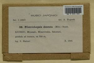 Pilotrichopsis dentata (Mitt.) Besch., Bryophytes, Bryophytes - Asia (outside ex-Soviet states) (BAs) (Japan)