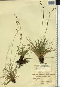 Carex pediformis C.A.Mey., Siberia, Yakutia (S5) (Russia)