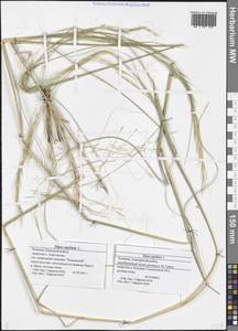 Stipa capillata L., Eastern Europe, Middle Volga region (E8) (Russia)