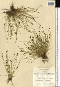 Eleocharis ovata (Roth) Roem. & Schult., Eastern Europe, Central region (E4) (Russia)