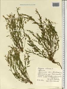 Polygala sibirica L., Eastern Europe, North Ukrainian region (E11) (Ukraine)