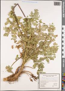 Seseli transcaucasicum (Schischk.) Pimenov & Sdobnina, South Asia, South Asia (Asia outside ex-Soviet states and Mongolia) (ASIA) (Iran)