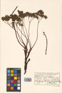 Pulsatilla taraoi (Makino) Takeda ex Zāmelis & Paegle, Siberia, Russian Far East (S6) (Russia)