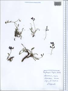 Oxytropis lazica Boiss., Caucasus, Armenia (K5) (Armenia)