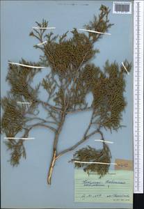 Juniperus, Middle Asia, Western Tian Shan & Karatau (M3) (Kyrgyzstan)