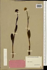 Traunsteinera sphaerica (M.Bieb.) Schltr., Caucasus, Stavropol Krai, Karachay-Cherkessia & Kabardino-Balkaria (K1b) (Russia)