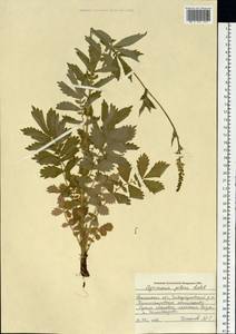 Agrimonia pilosa Ledeb., Siberia, Western Siberia (S1) (Russia)