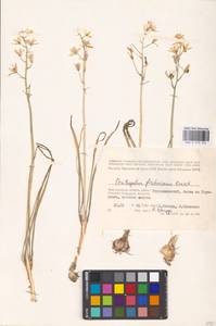 Ornithogalum fischerianum Krasch., Eastern Europe, Lower Volga region (E9) (Russia)