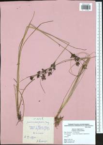 Juncus compressus Jacq., Eastern Europe, Central region (E4) (Russia)