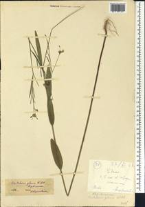 Crotalaria glauca Willd., Africa (AFR) (Mali)