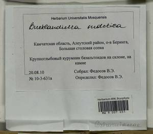 Bucklandiella sudetica (Funck) Bedn.-Ochyra & Ochyra, Bryophytes, Bryophytes - Chukotka & Kamchatka (B21) (Russia)