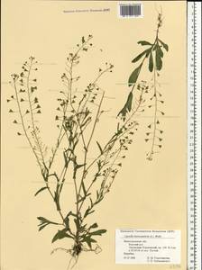 Capsella bursa-pastoris (L.) Medik., Eastern Europe, Volga-Kama region (E7) (Russia)