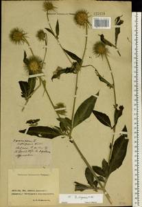 Dipsacus fullonum L., Eastern Europe, South Ukrainian region (E12) (Ukraine)