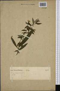 Symphyotrichum parviflorum (Nees) Greuter, Western Europe (EUR) (Germany)