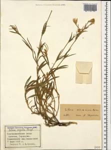 Silene sisianica Boiss. & Buhse, Caucasus, Armenia (K5) (Armenia)