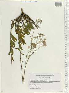 Gypsophila altissima L., Eastern Europe, Eastern region (E10) (Russia)