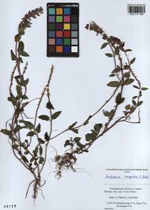 Scutellaria mongolica Sobolevsk., Siberia, Altai & Sayany Mountains (S2) (Russia)
