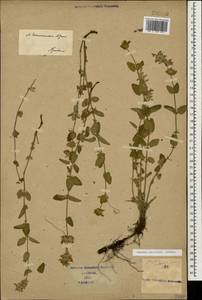Nepeta racemosa subsp. racemosa, Caucasus (no precise locality) (K0)