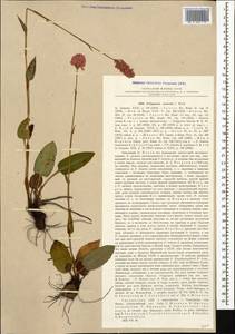 Bistorta carnea (K. Koch) Kom., Caucasus, Georgia (K4) (Georgia)