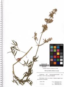 Silene borysthenica (Gruner) Walters, Eastern Europe, Middle Volga region (E8) (Russia)