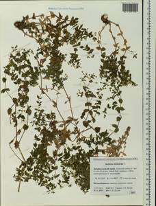 Mesostemma dichotomum (L.) Arabi, Rabeler & Zarre, Siberia, Baikal & Transbaikal region (S4) (Russia)